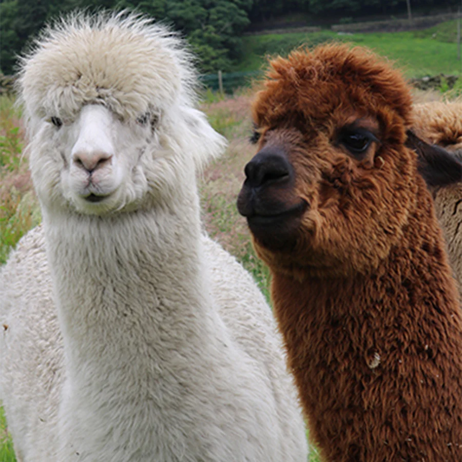 Moordale | British Wool and Alpaca Blend | Hand Knitting Yarn - Image 3